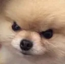 angydoggo