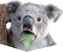 surprisedk