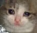 sadcat sadcat