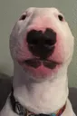 walter