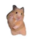 hamster_feliz