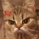 angrycat