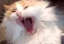 Screamz