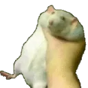 speed
