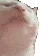 catjam