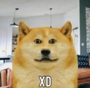 xd