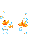 goldfish
