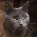 nova_zasoba_wiskasu Discord Emoji