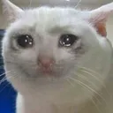 TMR_CatCRYING