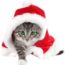 xmas_cat Discord sticker from [CTF😜]AllStars&Friends