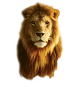 lion Discord sticker - [CTF😜]AllStars&Friends