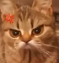 angrycat