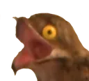 potoopog potoopog