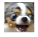 perro_ahahahaha Discord Emoji