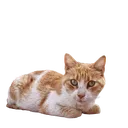 Longcat Discord Emoji