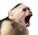 MONKEPOG