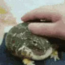 frogboi