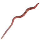 literal_worm