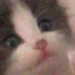 kvothecat