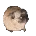 PugDance