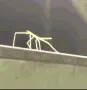 stickbugged stickbugged