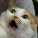 Cat5 cat5 Discord Emoji