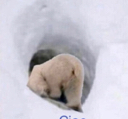 Ciao_bear