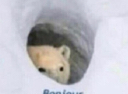 Bonjuor_Bear