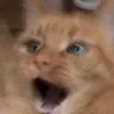 catpog