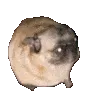 PugVibe