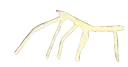 StickbugPls