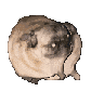 pugtwerk Discord emoji