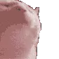 meganeoncat