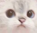notnicecat
