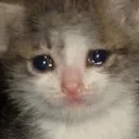 baudmeme_catsad Discord Emoji