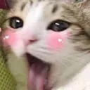 kat