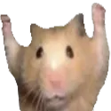 yay