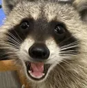 RaccoonPog