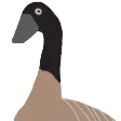 GES_CanadianGoose