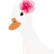 GES_Hibiscus
