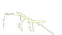 stickbug