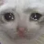 sadcat