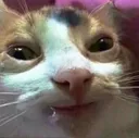 khumcat Discord Emoji