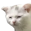 catTakeit