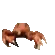crabdance