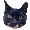 jeffHead jeffHead