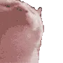 CatVibe