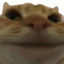 Catsmile Catsmile Discord Emoji