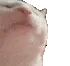 catvibe