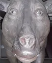 dino